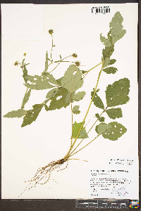 Geum virginianum image