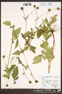 Geum virginianum image