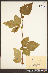 Geum virginianum image