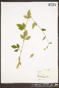 Geum virginianum image