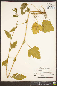 Geum virginianum image