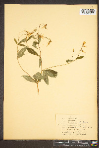 Gillenia trifoliata image