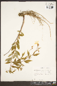 Gillenia trifoliata image