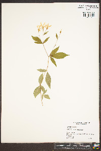 Gillenia trifoliata image
