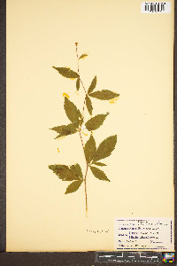 Gillenia trifoliata image