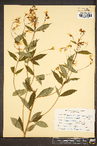 Gillenia trifoliata image