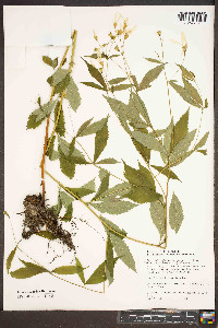 Gillenia trifoliata image
