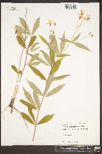 Gillenia trifoliata image