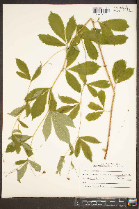 Gillenia trifoliata image
