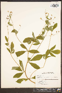 Gillenia trifoliata image