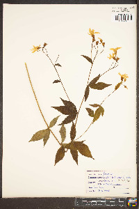 Gillenia trifoliata image