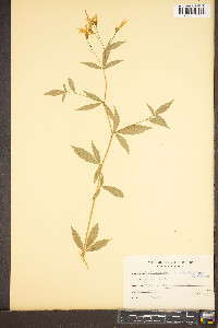 Gillenia trifoliata image