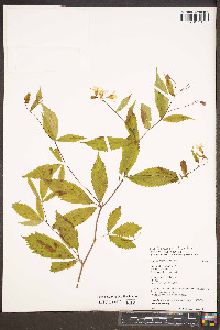 Gillenia trifoliata image