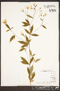 Gillenia trifoliata image