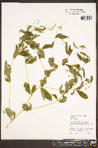 Gillenia trifoliata image