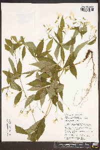 Gillenia trifoliata image