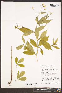 Gillenia trifoliata image