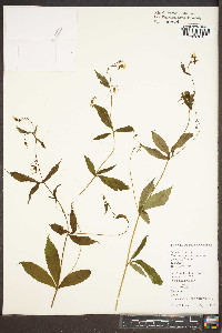 Gillenia trifoliata image