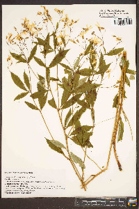 Gillenia trifoliata image