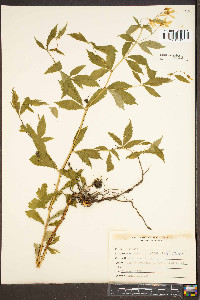 Gillenia trifoliata image