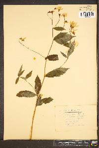 Gillenia trifoliata image