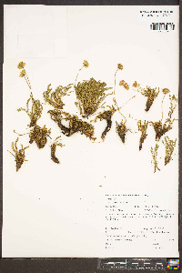 Ivesia gordonii image
