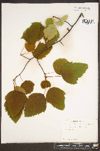 Malus coronaria image