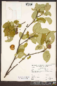 Malus pumila image