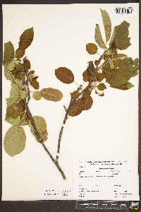 Malus pumila image