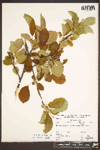 Malus pumila image