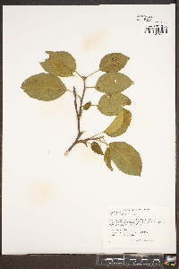 Malus pumila image