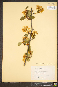 Malus pumila image