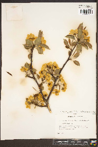 Malus sylvestris image