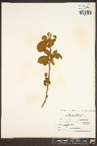 Malus pumila image