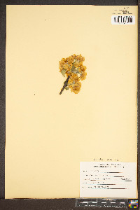 Malus pumila image