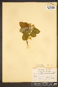 Malus pumila image