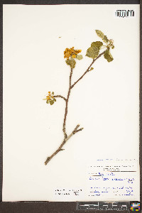 Malus pumila image