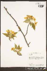 Malus sylvestris image