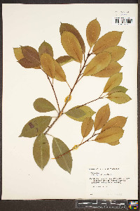 Photinia glabra image