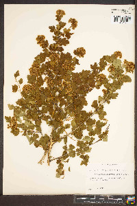 Physocarpus monogynus image