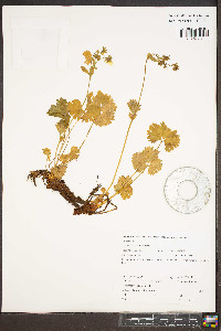 Potentilla flabellifolia image