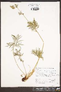 Potentilla gracilis image