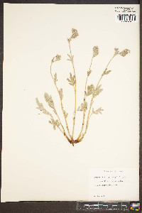 Potentilla hippiana image