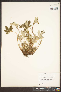 Potentilla pulcherrima image