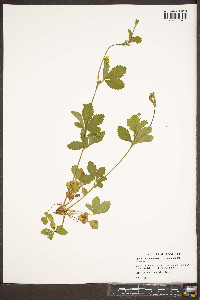 Potentilla canadensis var. canadensis image