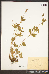 Potentilla canadensis image