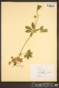 Potentilla canadensis image