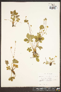 Potentilla canadensis image