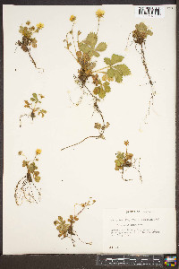 Potentilla canadensis image