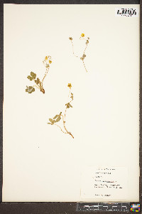 Potentilla canadensis image